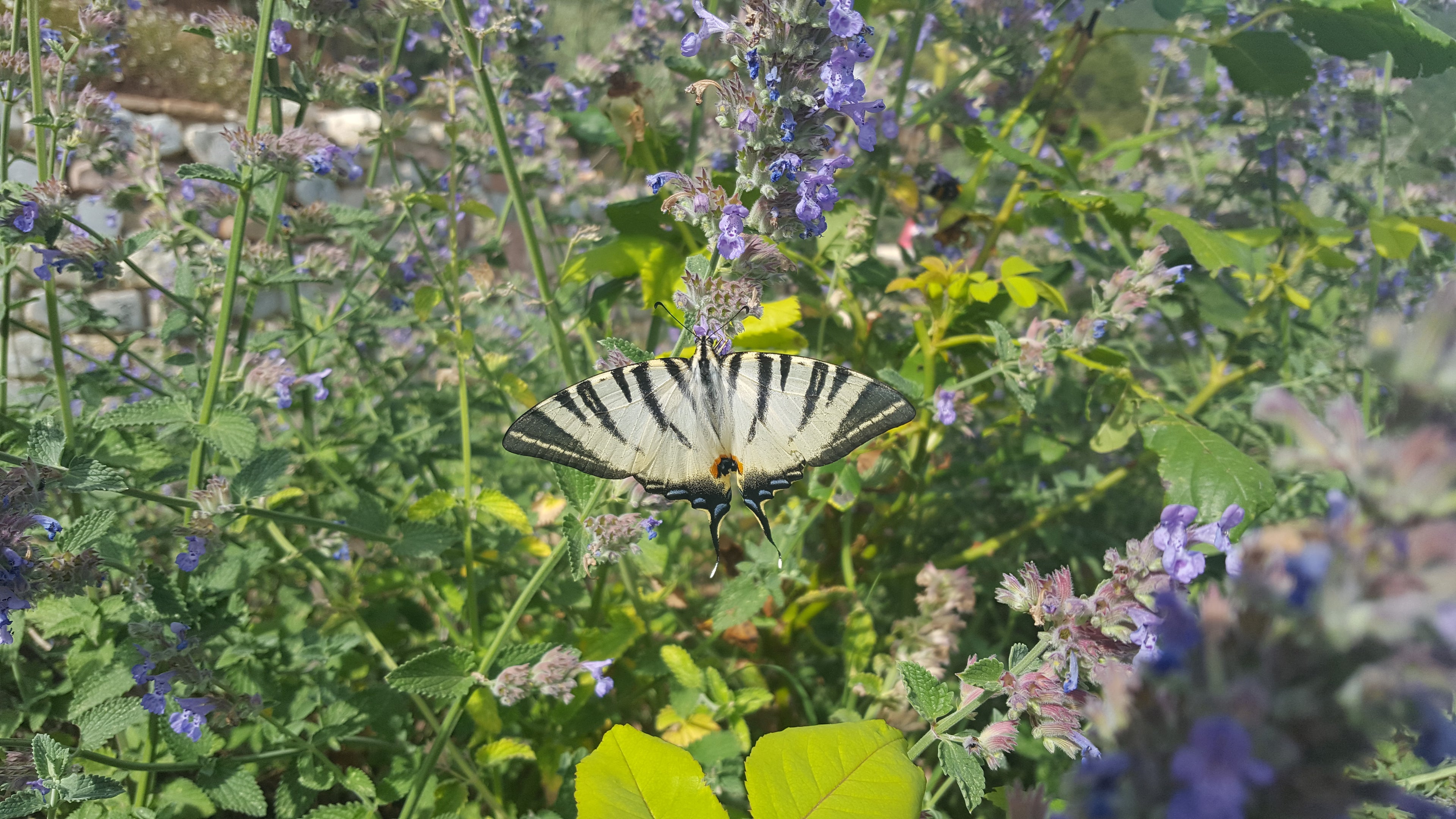 Swallow-tail butterfly
